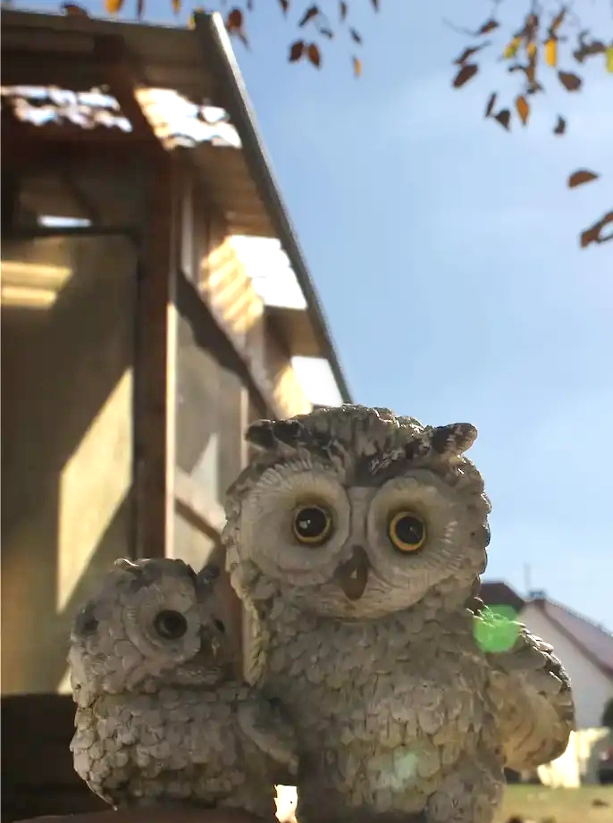 Eulen und Greifvögel Heinz - Titelbild